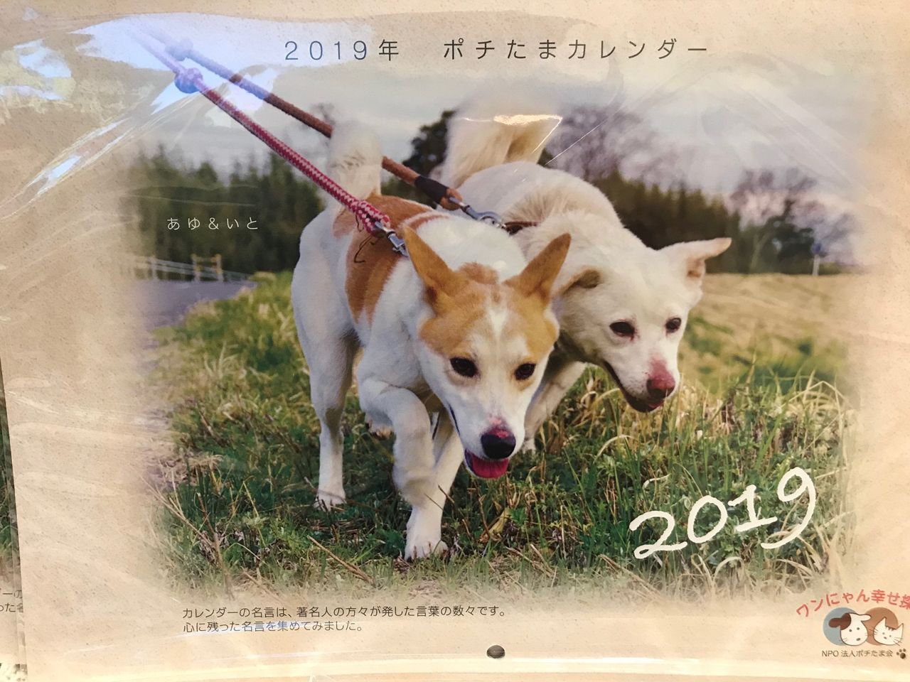 ポチたまカレンダー 酒とケモノと人間と ポチたまカレンダー 酒とケモノと人間と