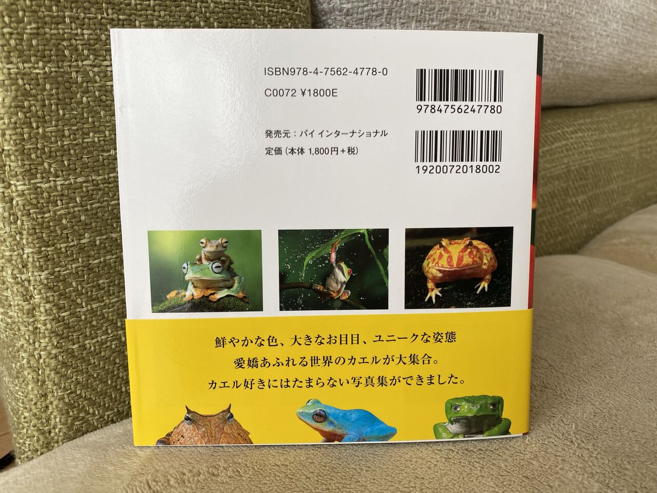 世界のキレイでかわいいカエル カエル嫌いの方注意 酒とケモノと人間と