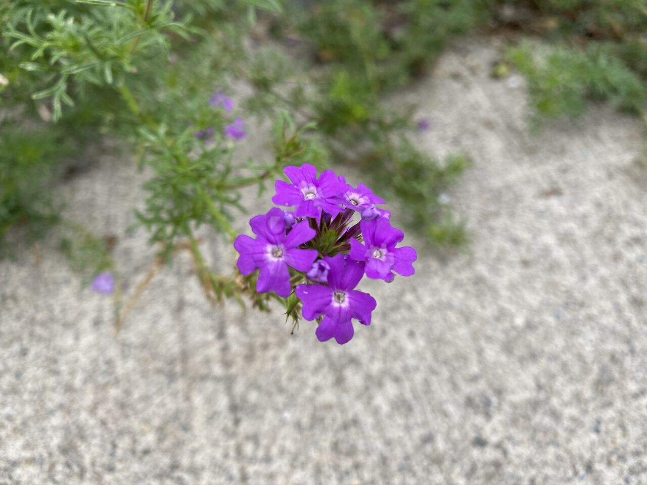 バベーナ タピアン 酒とケモノと人間と