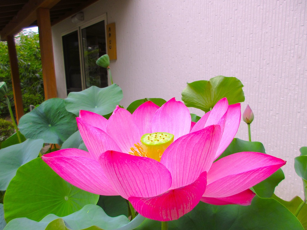IMG_7803 - コピー