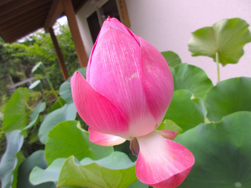 IMG_7781 - コピー