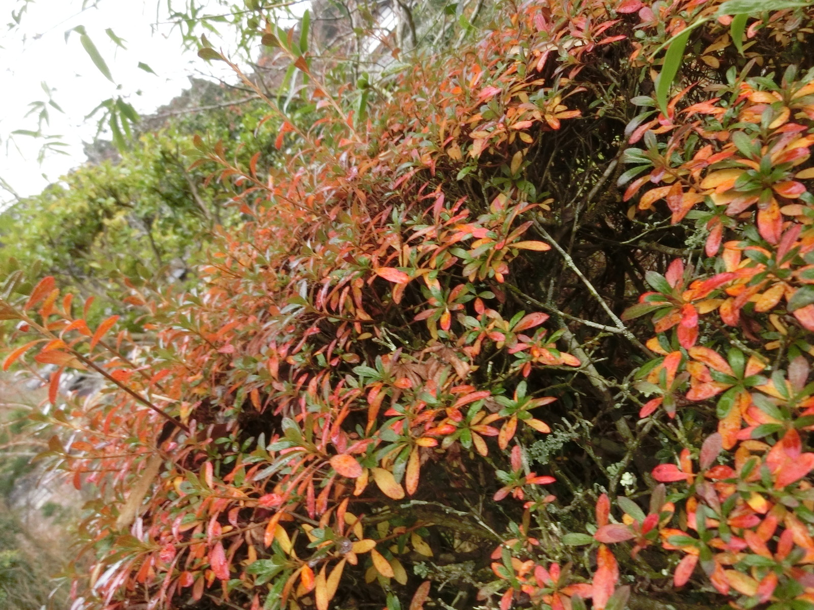 ゆずりは いち僧の日記 ゆずりは いち僧の日記