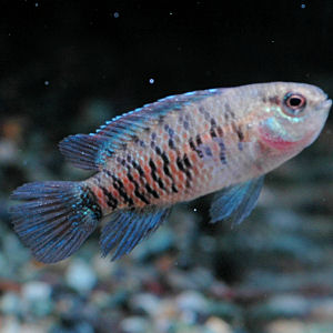 コレがスネールイーターです Cafelife Diary Ver