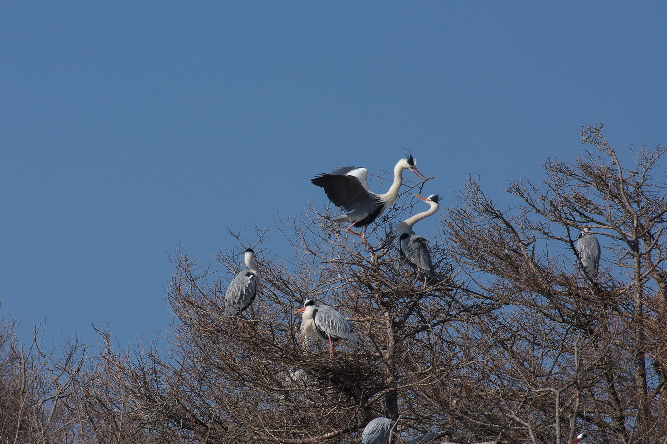 北海道 十勝の野鳥と自然 アオサギのコロニー