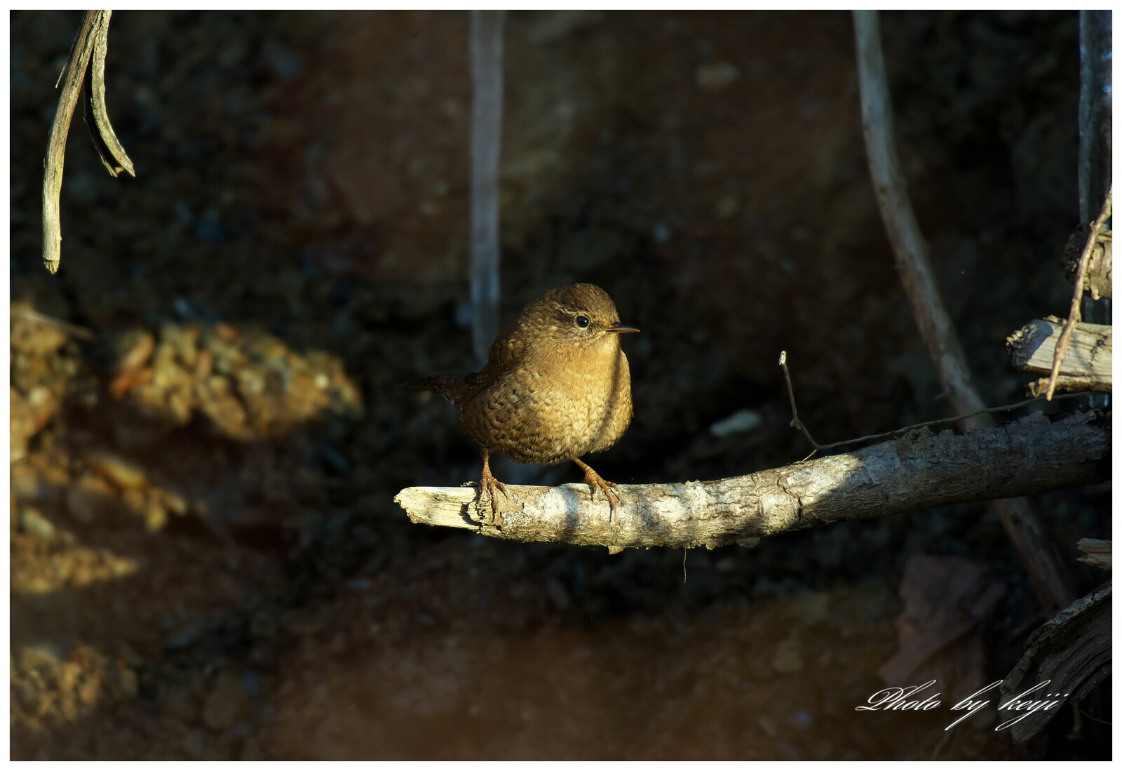 2020年12月01日 : *北海道・十勝の野鳥と自然*