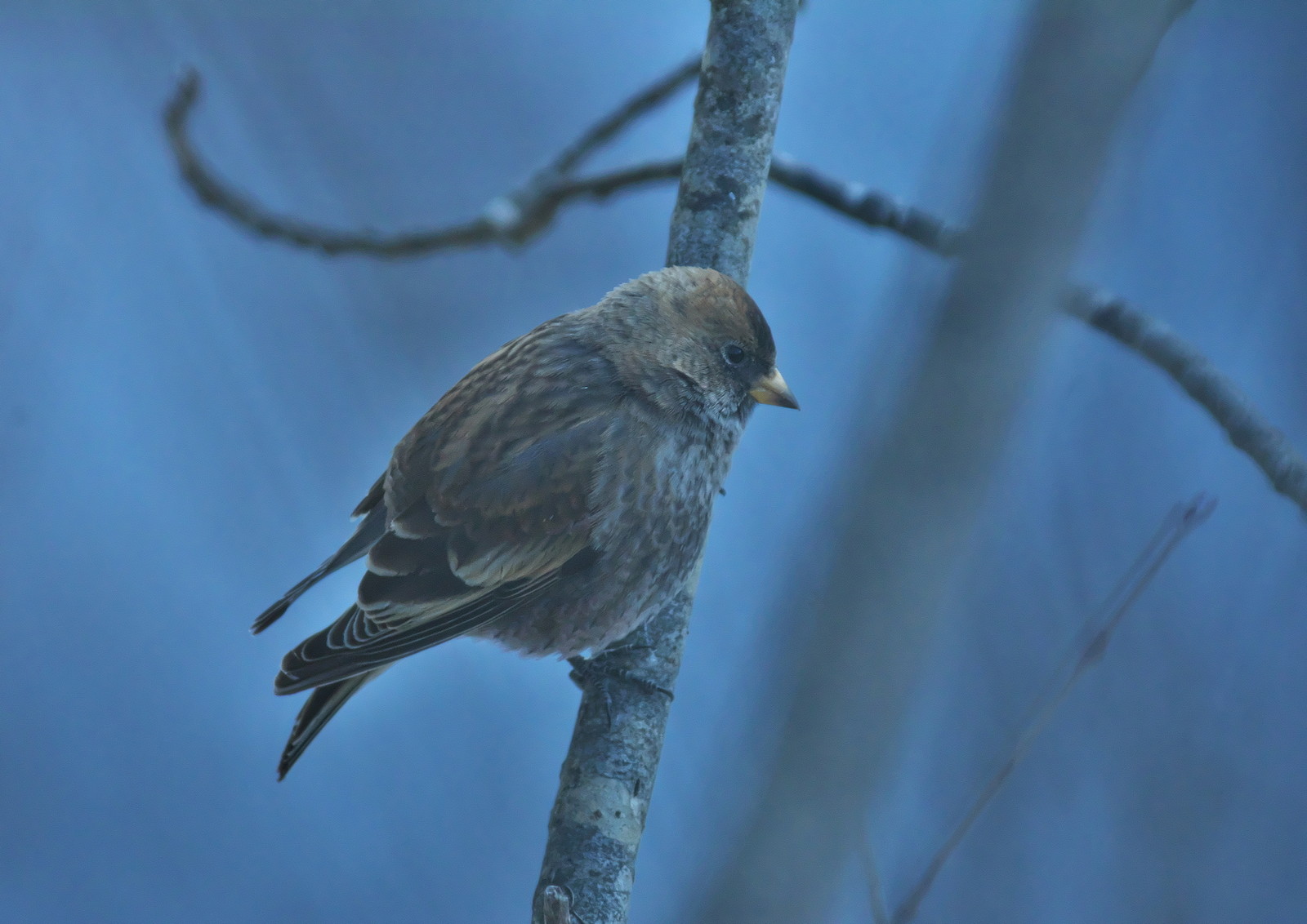 北海道 十勝の野鳥と自然 本別町の野鳥