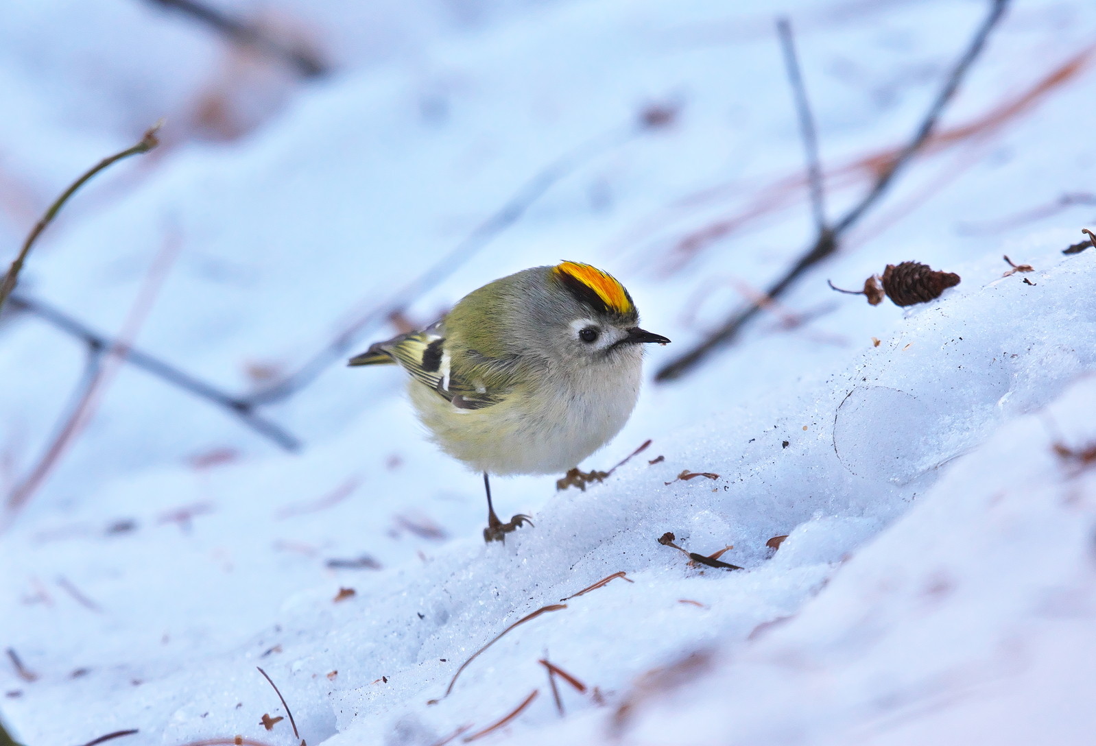 北海道 十勝の野鳥と自然 漂鳥のキクイタダキ