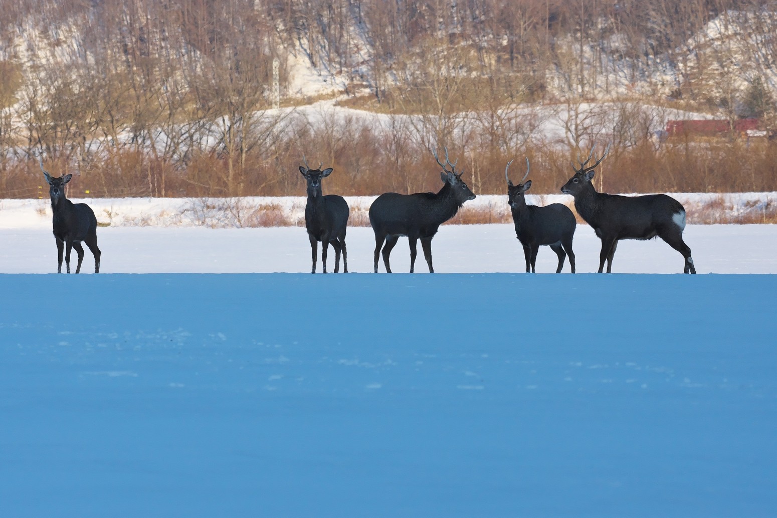 ＊北海道・十勝から自然風景と野鳥＊ : エゾシカ雪原を疾走