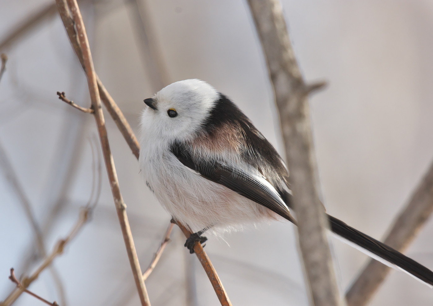 シマエナガ 北海道 十勝の野鳥と自然