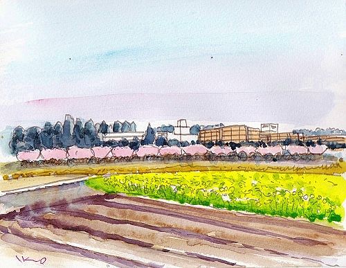 桜並木と菜の花 一期一絵の水彩画集 桜並木と菜の花 一期一絵の水彩画集