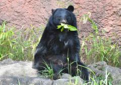 落ち葉掃いていたら…70歳女性クマに襲われけが