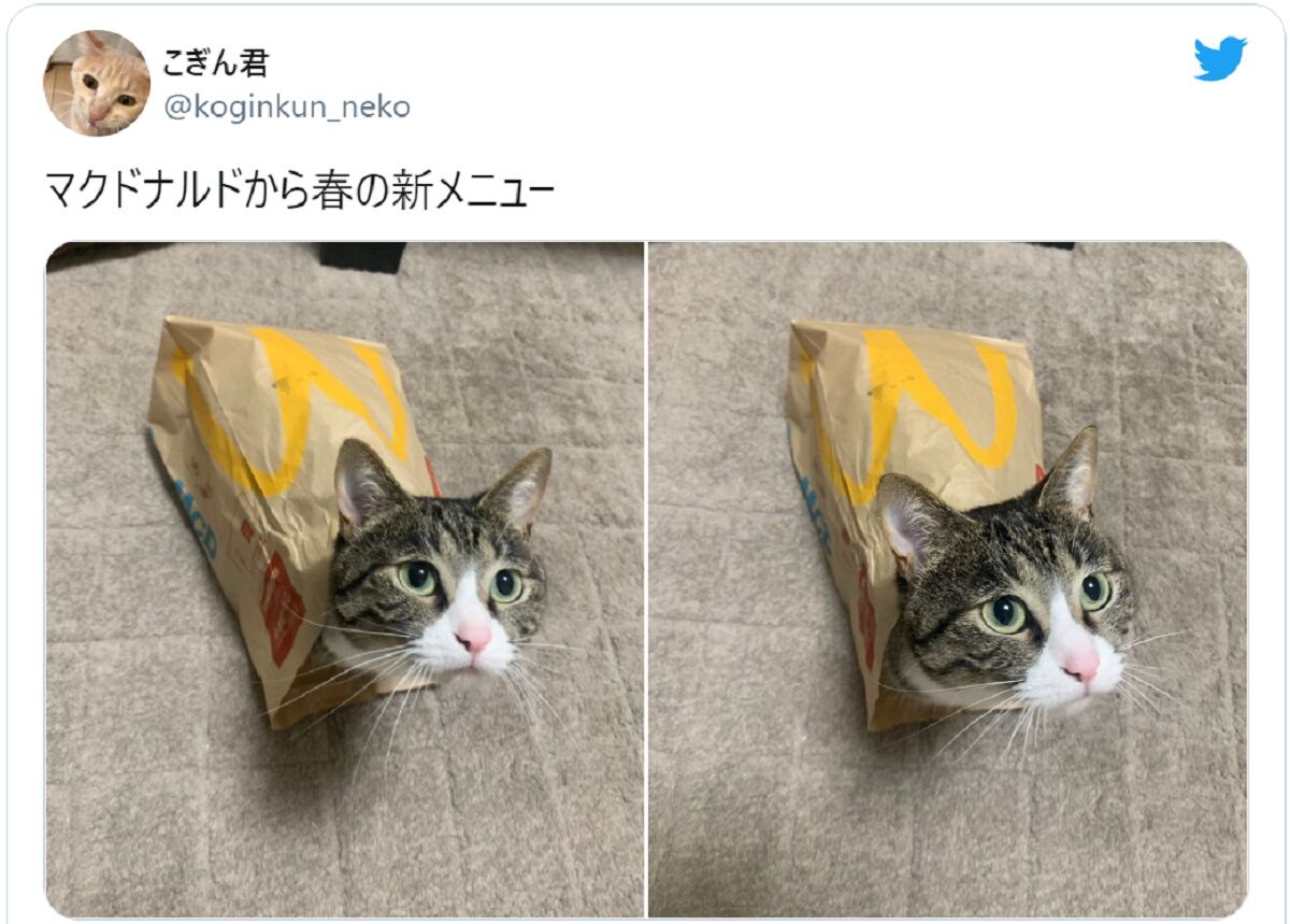 動物 7ページ目 芸能ニユ ス関連 動物 7ページ目 芸能ニユ ス関連