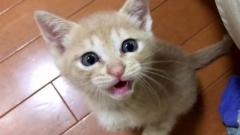 「ねぇ、ご飯まだ〜」と催促してきた子猫。ついにご飯が運ばれてくると、とっても可愛い反応が♡