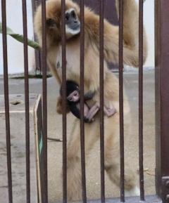 テナガザルが謎の出産 おりに1頭だけ飼育なのに「なぜ」 長崎・佐世保市