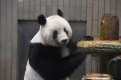 シャンシャン　中国に返還が決定後一目逢いたくて大人気、3時間半待ち 行列