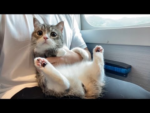 ホテルでの猫の排泄シーンが公開され、ネットユーザーからショックの声続々