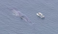 よどちゃん「迷い込んだクジラ」大阪市職員が死んだこと確認　