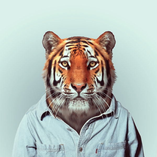 8-tiger-portrait-photography