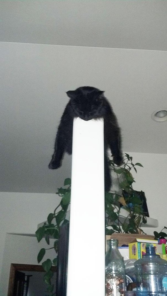 funny-sleeping-cats-29