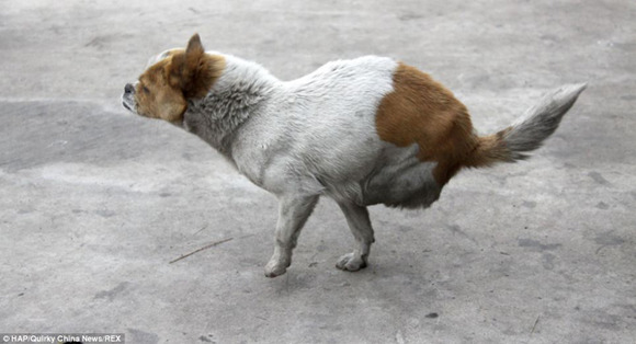 two-legged-dog5