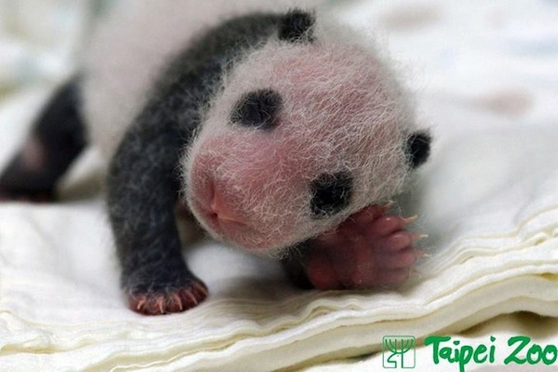 すくすく育っている台湾のジャイアントパンダの可愛い赤ちゃんトゥアントゥアン Tuan Tuan まだ小さな赤ちゃんだけど白黒はっきりしているね ジャポンタ