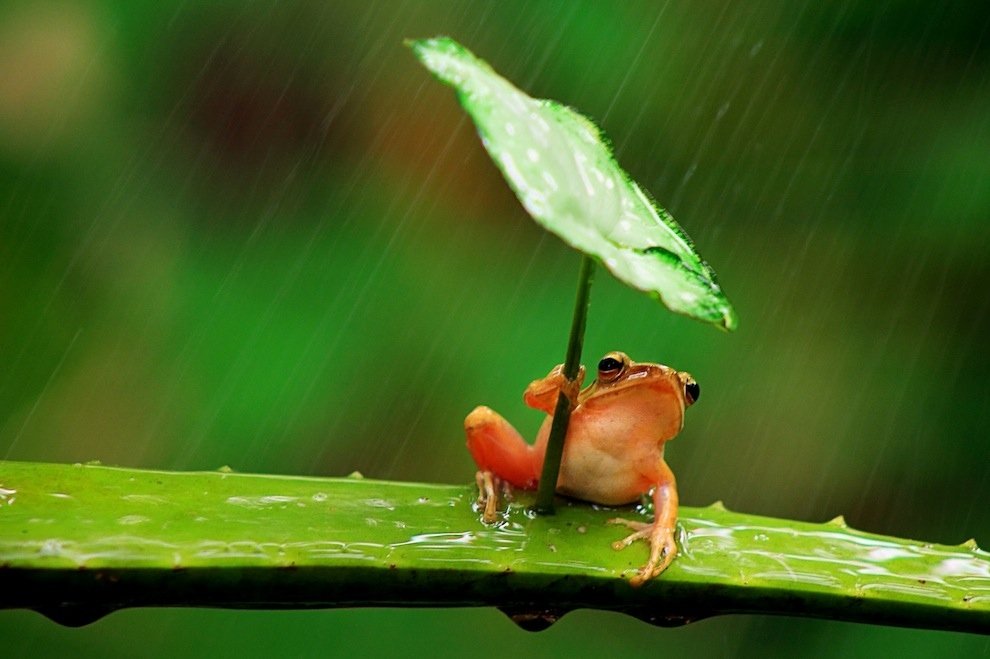 ケロケロケロ傘ガエル 雨の日は葉っぱを傘に雨宿り 本当にいたんだ 葉っぱを傘を使うカエルさん ジャポンタ