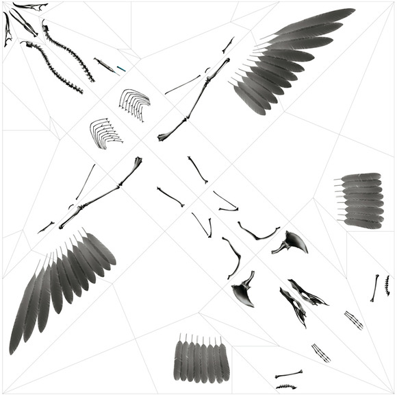 折り紙で作り出す動物たちの立体骨格標本 オリツナグモノ Oritsunagumono 折って繋がれる動物たちの生態系 ジャポンタ 折り紙で作り出す動物たちの立体骨格標本 オリツナグモノ Oritsunagumono 折って繋がれる動物たちの生態系 ジャポンタ