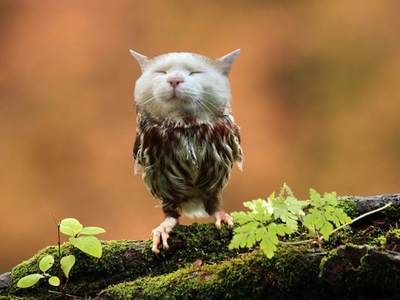 meowl51
