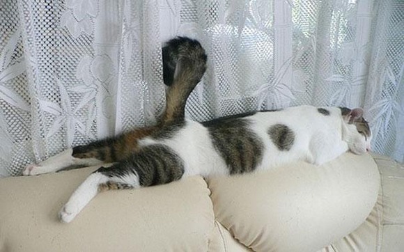 funny-sleeping-cats-18