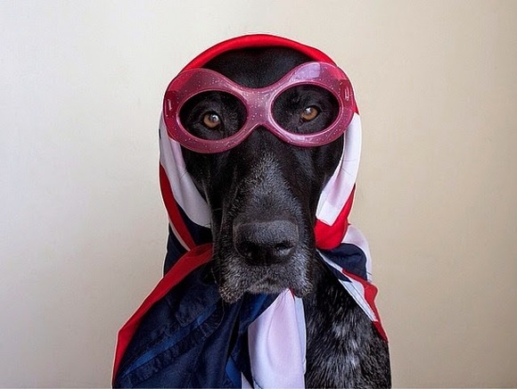 dog2