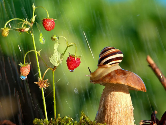 macro-photography-snails-vyacheslav-mishchenko-8
