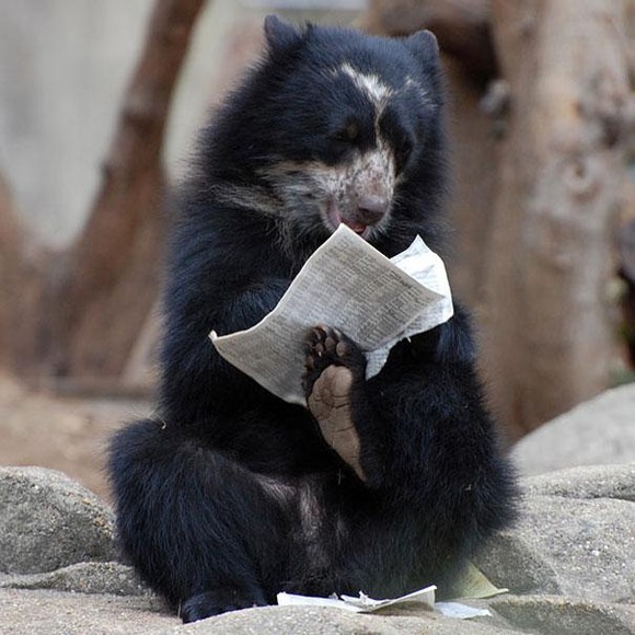 funny-bears-doing-human-things-8