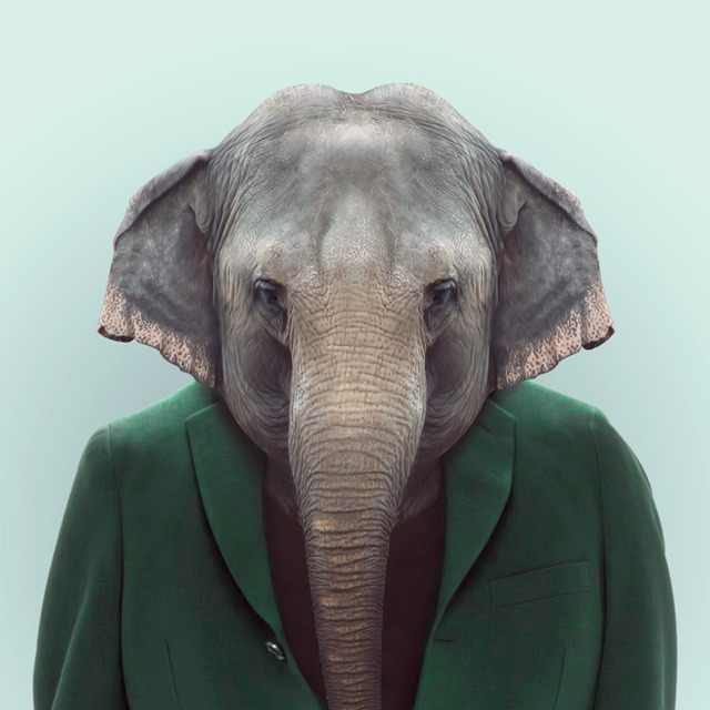 6-elephant-portrait-photography