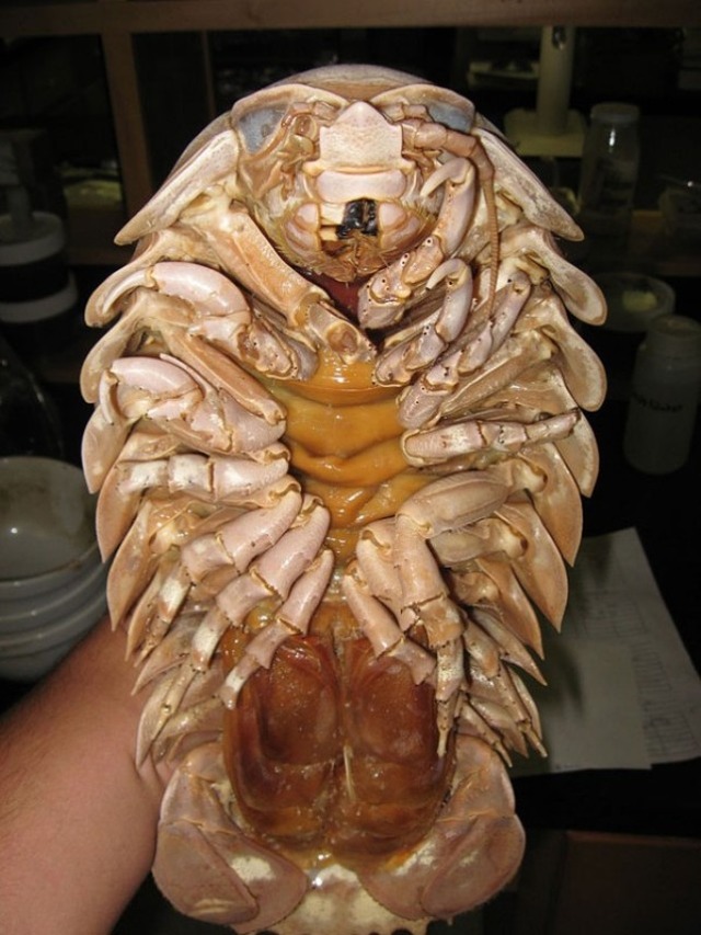 strange-animals-you-didnt-know-2-7-1-600x800