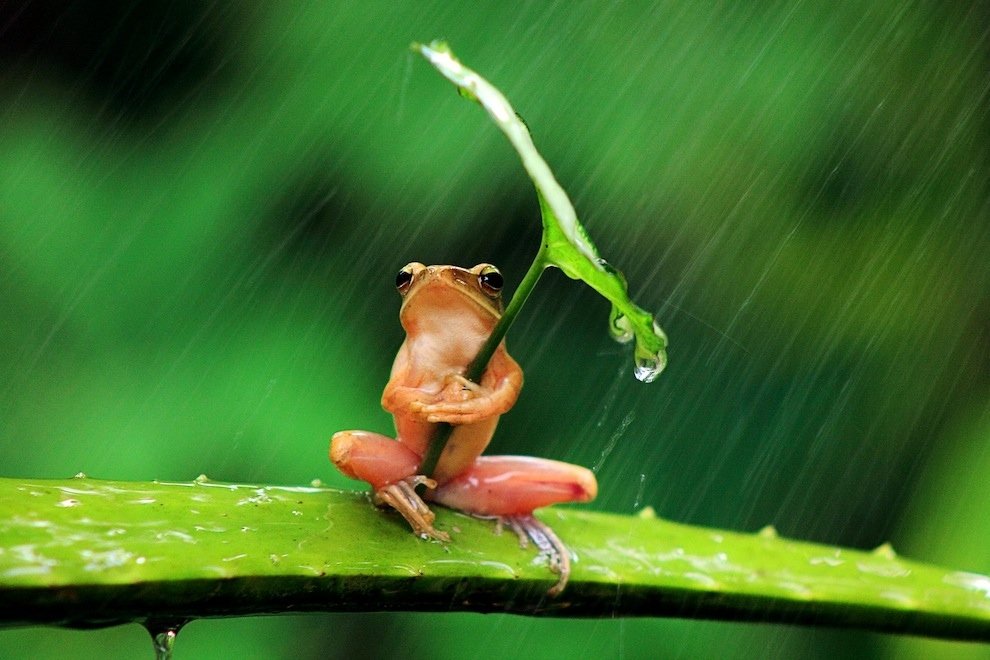 ケロケロケロ傘ガエル 雨の日は葉っぱを傘に雨宿り 本当にいたんだ 葉っぱを傘を使うカエルさん ジャポンタ
