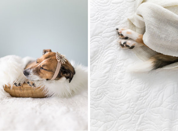 dog-baby-photos-snuggles-count-it-joy-jamie-clauss-26