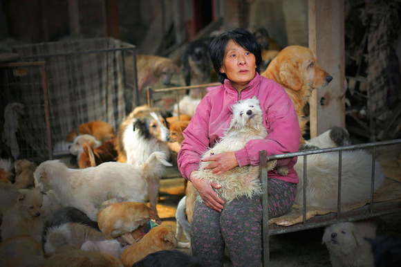 僕らはみんな生きている 犬肉祭 から100頭の犬を救った女性 楊暁雲 ヤン シャオユン さん ジャポンタ