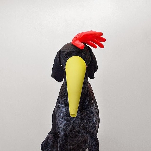 dog5