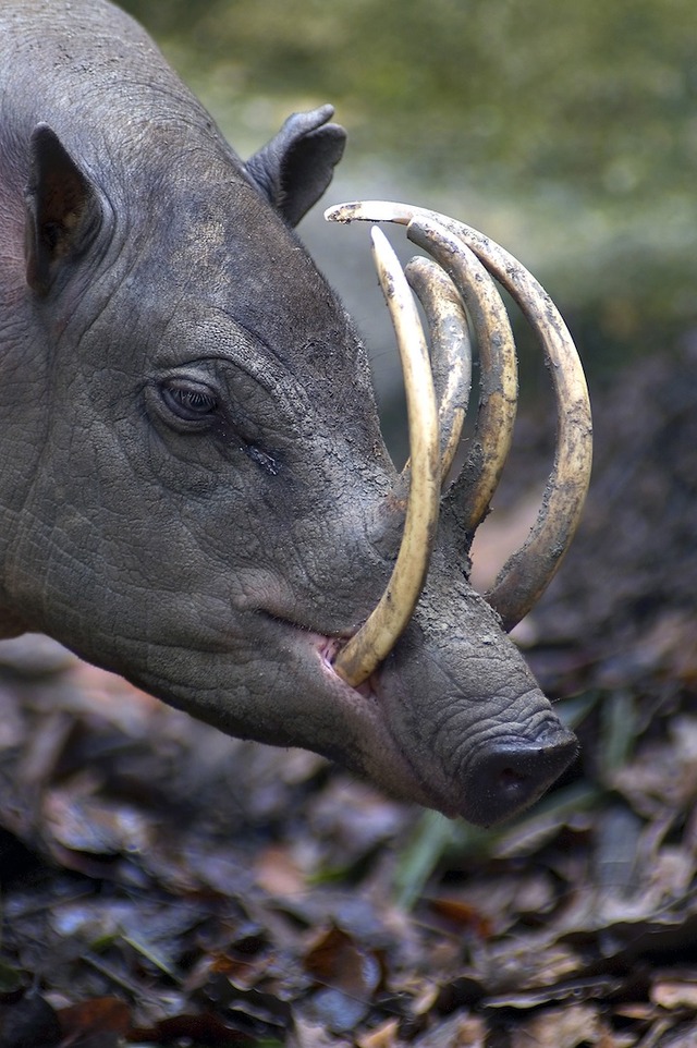 4babirusa