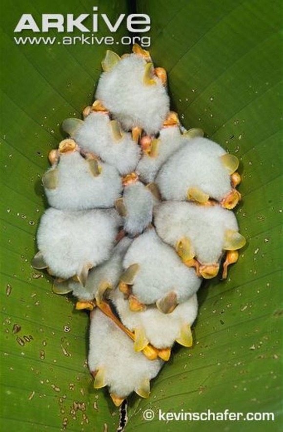 モフモフの白団子発見 ホンジュラス 白コウモリ シロヘラコウモリ のかわいく寄り添う光景 ジャポンタ