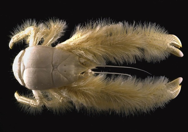 23yeticrab