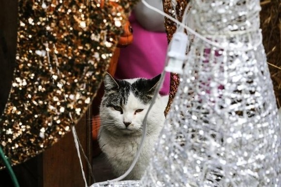 enhanced-buzz-26307-1386703998-14