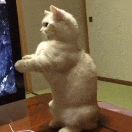 猫背がシャキ ン Dvdが突然出てきて背筋が伸びる猫 ジャポンタ