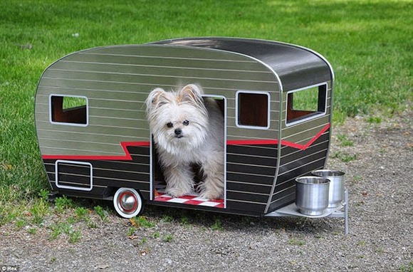 pet-camper01