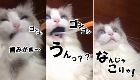 キャプチャリング600