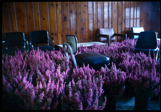 BLOOM-by-Anna-Schuleit-Pink-Heather