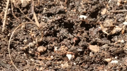 植物の驚異 自分でドリルのように回転しながら土を掘る種 ジャポンタ 植物の驚異 自分でドリルのように回転しながら土を掘る種 ジャポンタ