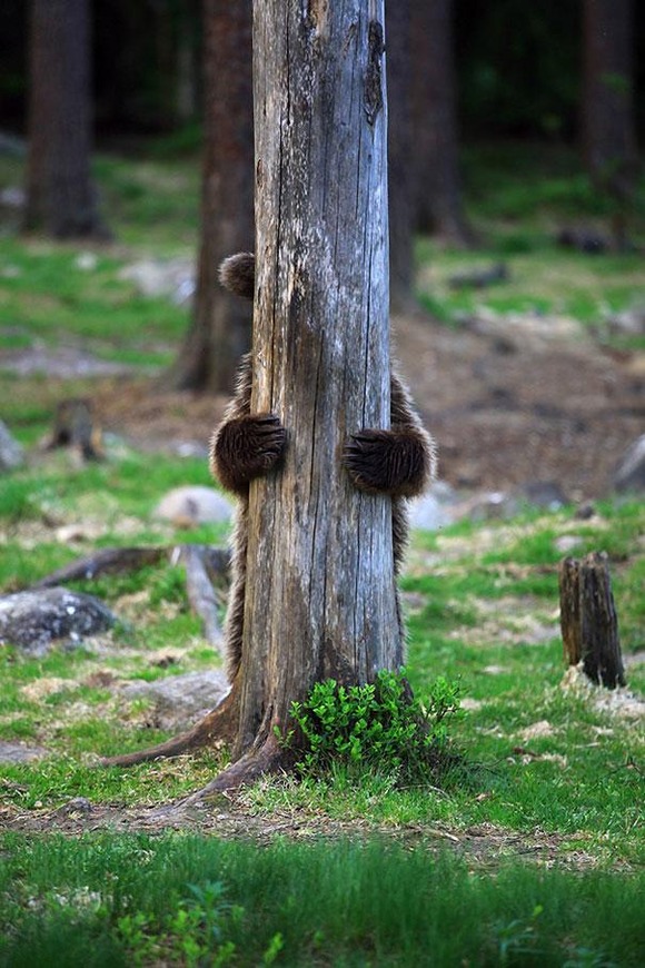 funny-bears-doing-human-things-16