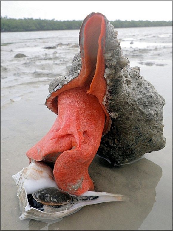 サーモンピンク色の中身がグロテスク 貝を喰らうプレウロプロカ ギガンティア Pleuroploca Gigantea ジャポンタ