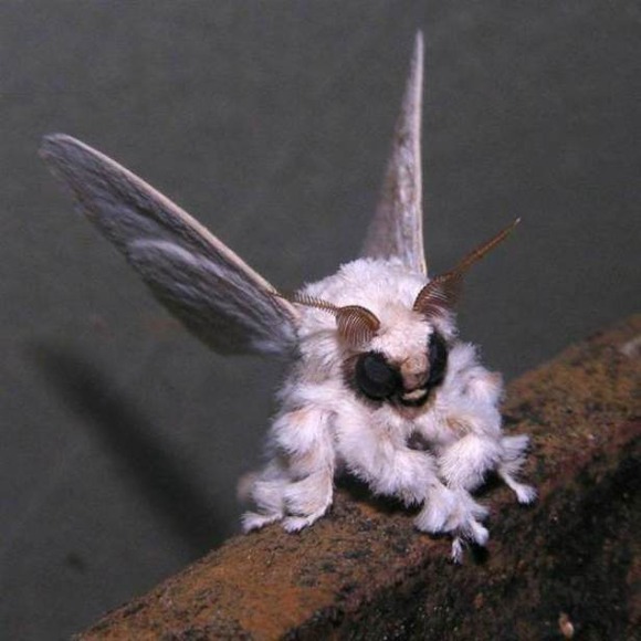 ピカチュウのようなモフモフ可愛いカイコガ カイコの繭は知ってたが成虫のカイコガの存在はしらなんだ ジャポンタ ピカチュウのようなモフモフ可愛いカイコガ カイコの繭は知ってたが成虫のカイコガの存在はしらなんだ ジャポンタ